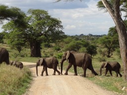 Tarangire Nationalpark - Stunning encounters with a variety of different animal species will inspire you.